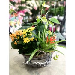 Mixed potted plants in medium size