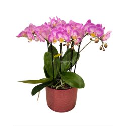 Bellissimo phalaenopsis orchidea