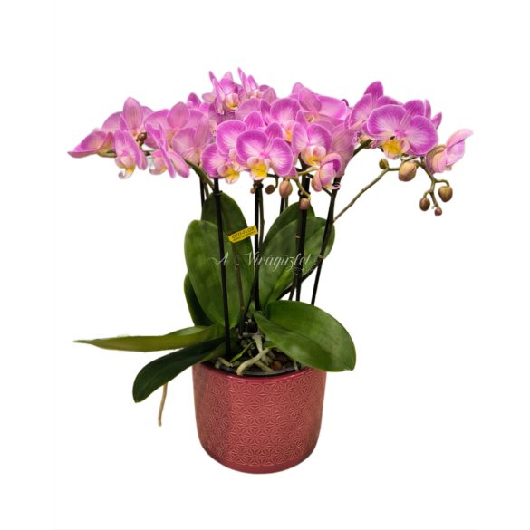 Bellissimo phalaenopsis orchidea