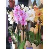 Cserepes orchidea kaspóval (Nagy méretű)
