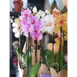 Cserepes orchidea kaspóval (Nagy méretű)