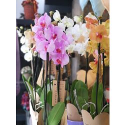 Big orchids