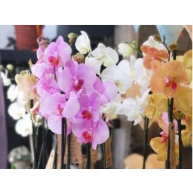 Cserepes orchideák